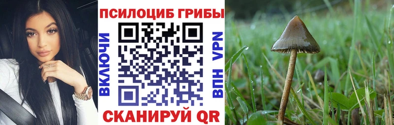 наркота блэк спрут онион Галлюциногенные грибы Psilocybe Суджа
